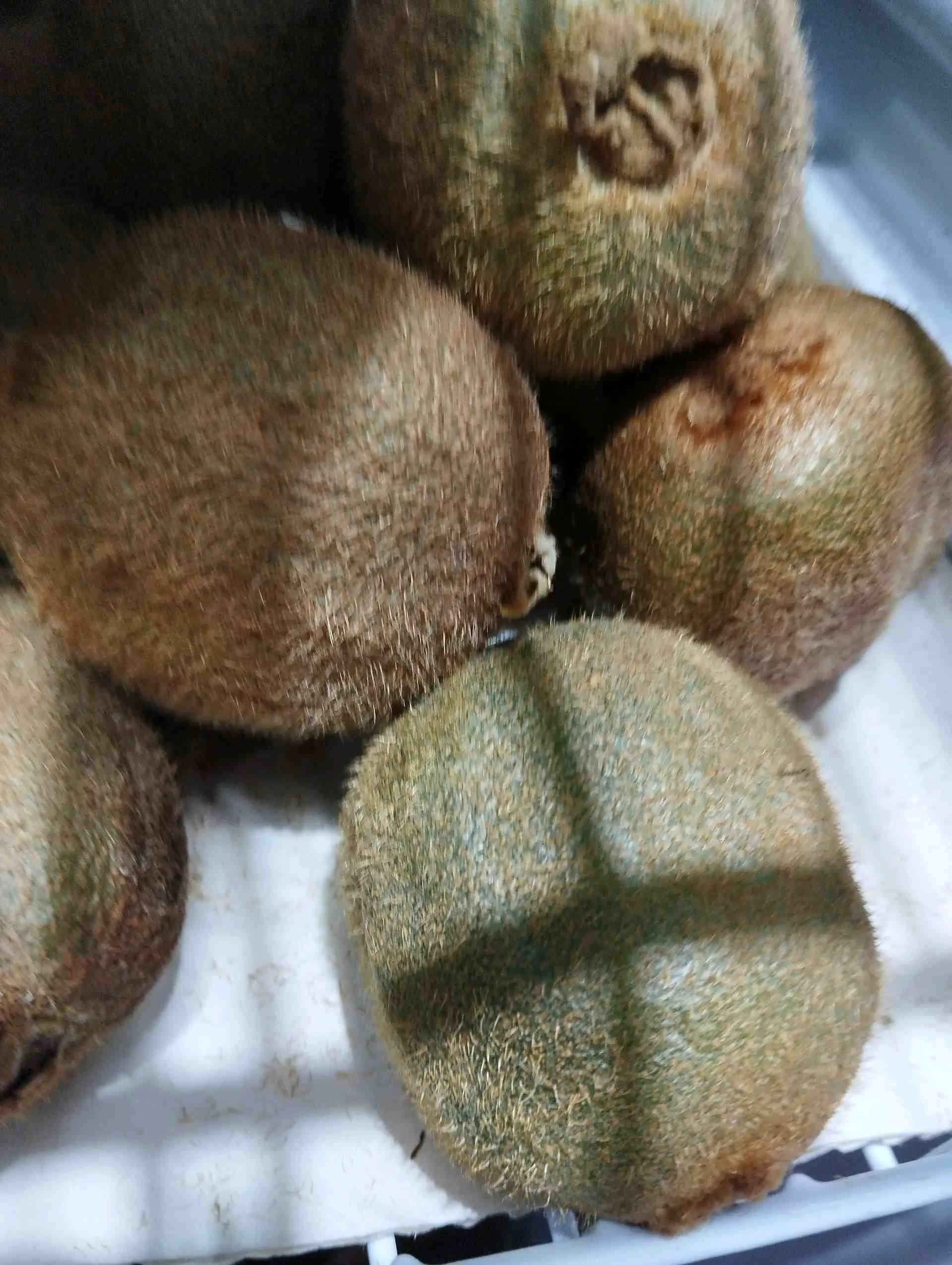Kiwi