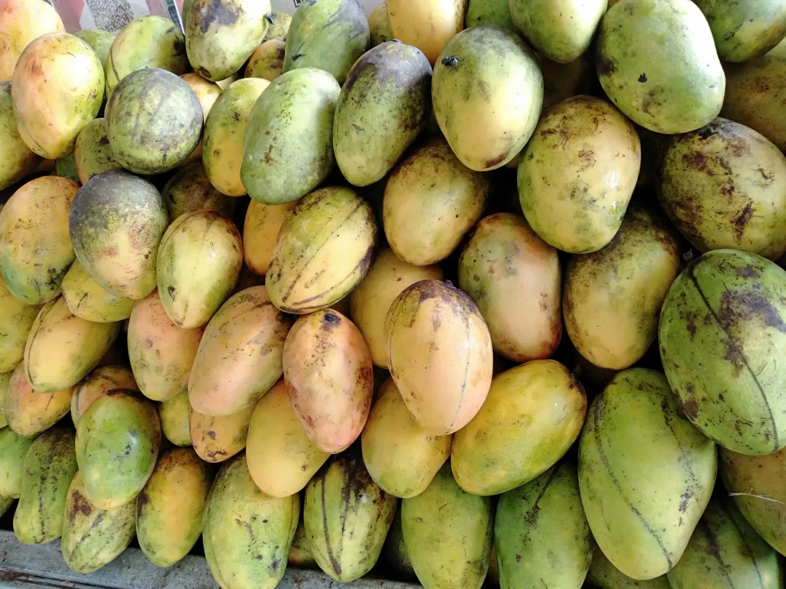 Mangga